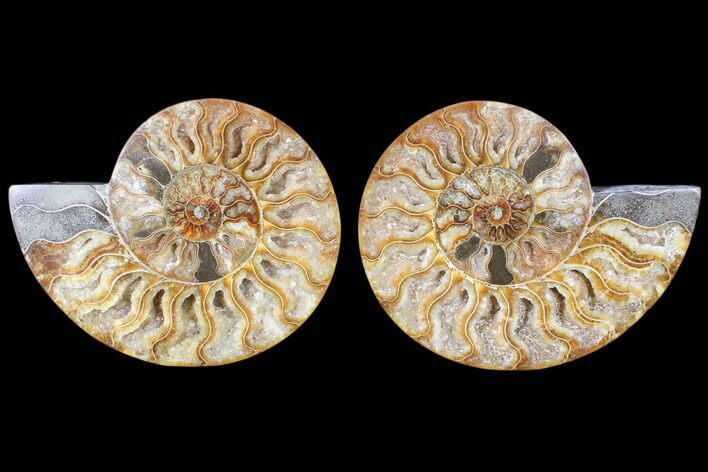Cut & Polished Ammonite Fossil - Agatized #79703